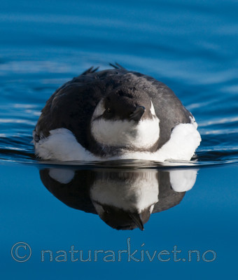 BB 11 0373 / Uria aalge / Lomvi